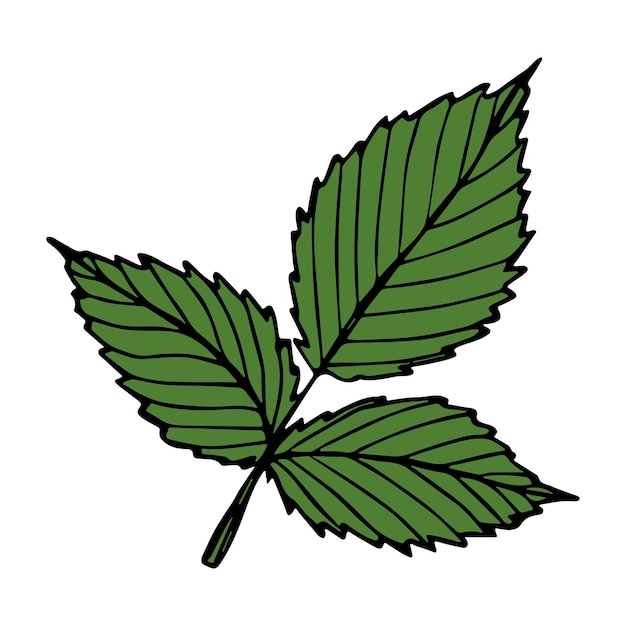 Clipart De Feuille De Framboise De Vecteur Illustration De Plante Dessinée à La Main Pour Imprimer Le Logo De Décor De Conception De Web