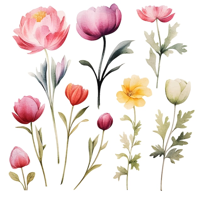 Clipart De Fleurs Aquarelle De Vecteur