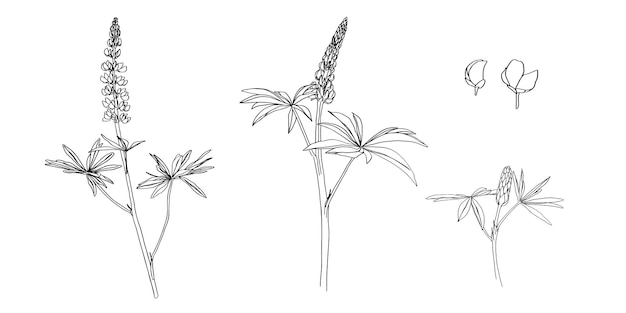 Vecteur clipart de fleurs de prairie et de forêt lupins vecteurs dessinés à la main avec des feuilles modèle pour l'emballage ou