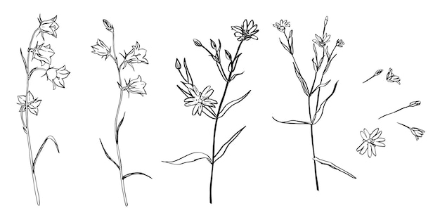 Vecteur clipart des fleurs des prairies et des forêts vecteur dessiné à la main modèle bluebell stellaria buttercup pour