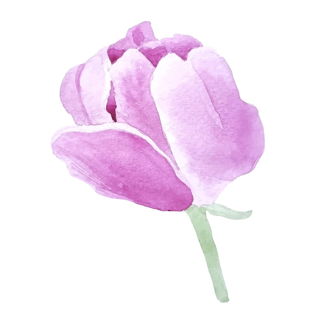 Clipart floral de pivoine aquarelle dessiné à la main sur le fond transparent