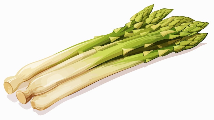Vecteur clipart en format vectoriel d'asperges fraîches sur un fond transparent