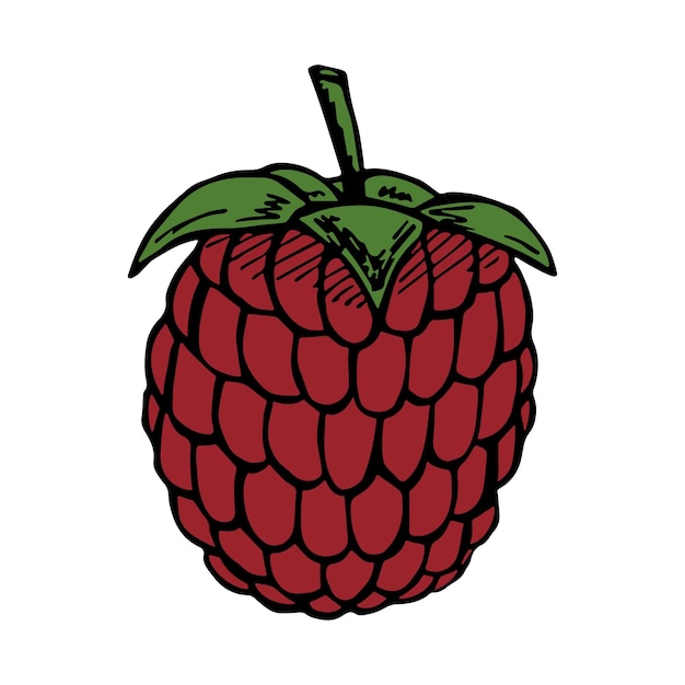 Clipart De Framboise De Vecteur Icône De Baies Dessinées à La Main Illustration De Fruits Pour Le Logo De Décoration De Conception De Sites Web D'impression