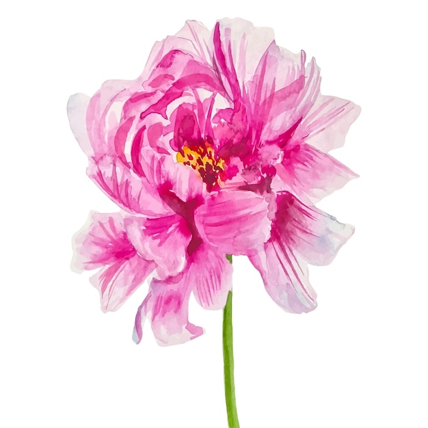 Clipart d'illustration aquarelle floral pivoine rose ouvert isolé