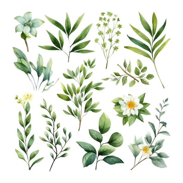 Clipart d'illustration de feuilles florales aquarelle dessinés à la main