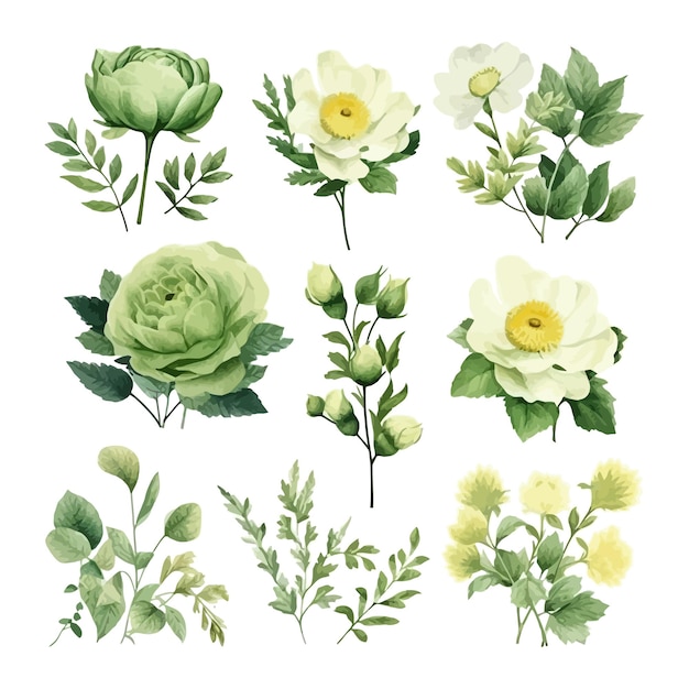 Clipart d'illustration de feuilles florales aquarelle dessinés à la main