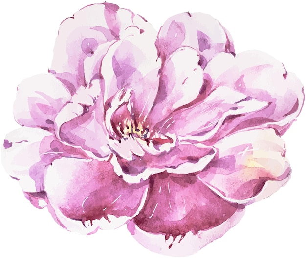 Clipart de pivoines roses aquarelle isolé sur fond transparent Fichier vectoriel Eps peint à la main