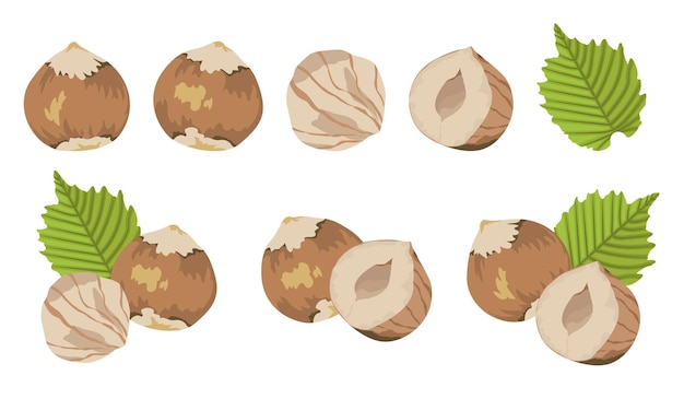 Clipart vectoriel de noisettes et de feuilles Compositions de noix