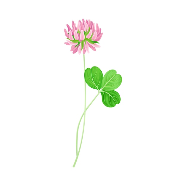 Vecteur clover ou trèfle avec dense pointe de fleur violette et feuilles trifoliées illustration vectorielle