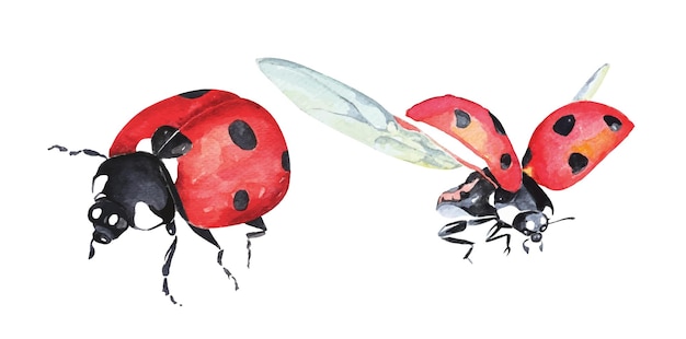 Coccinelle Aquarelle 1