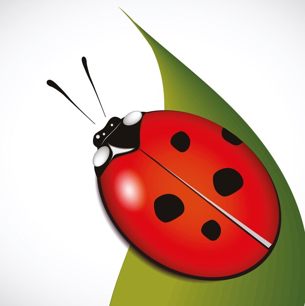 Vecteur coccinelle sur un dépliant