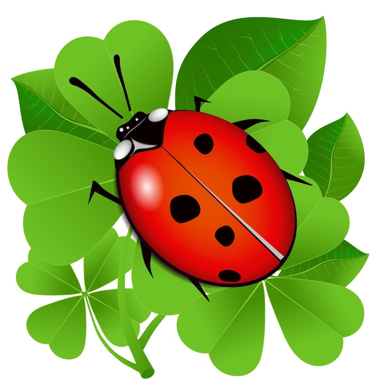 Vecteur coccinelle sur feuilles de trèfle