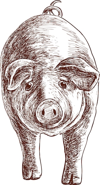 Vecteur cochon à oreilles