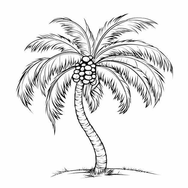 Vecteur coconut_tree_isolated_coloration_page (page à colorier)