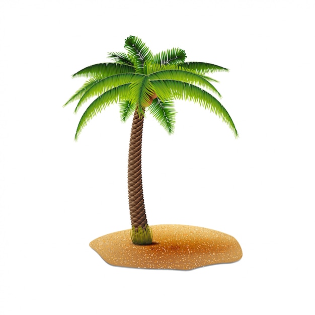 Cocotier isolé sur fond blanc pour votre créativité