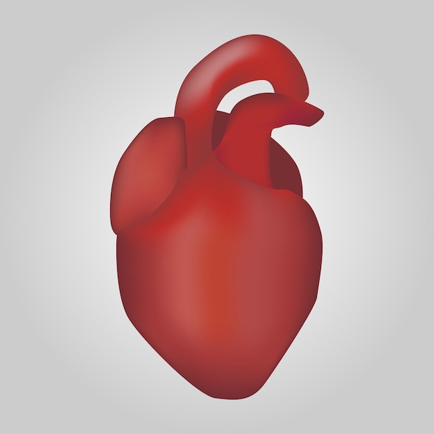 Coeur du système cardiovasculaire humain Conception réaliste Illustration vectorielle isolée