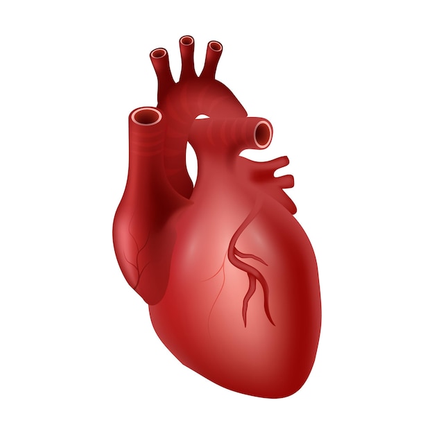 Coeur du système cardiovasculaire humain Conception réaliste Illustration vectorielle isolée