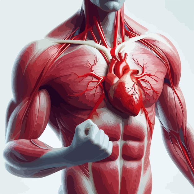 Vecteur un cœur humain rouge sur un fond noir