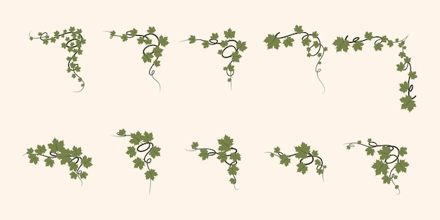 Le coin des vignes à feuilles
