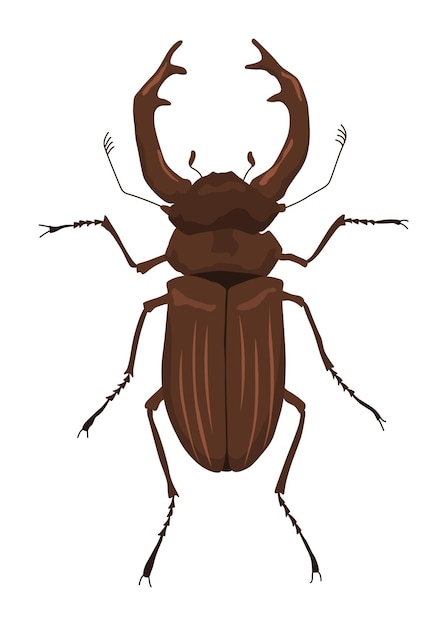 Vecteur le coléoptère cerf lucanus mâle avec des cornes insecte européen rare illustration vectorielle dessinée à la main