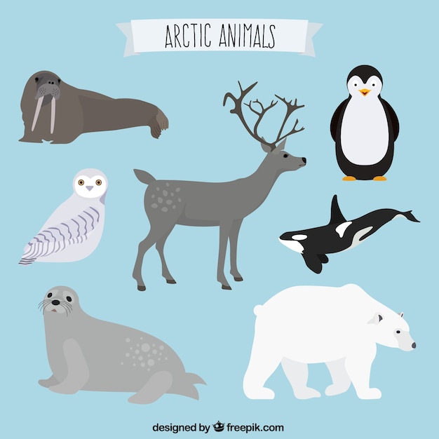 Vecteur collection d'animaux artic