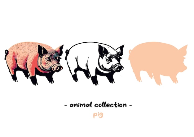 Collection D'animaux, Cochon