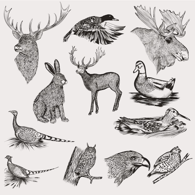 Collection D'animaux Dessinés à La Main