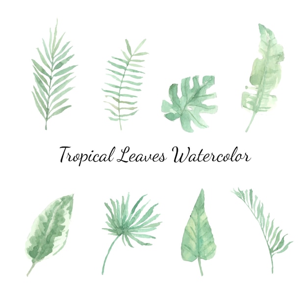 Collection Aquarelle De Feuilles Tropicales