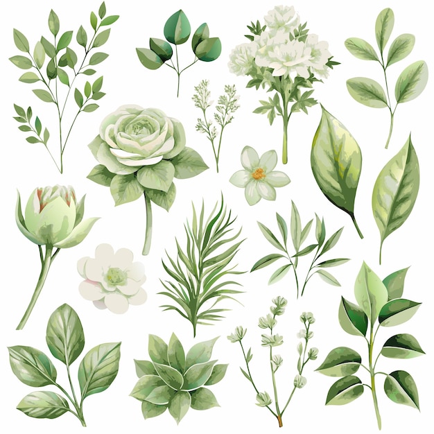 collection d'aquarelle de feuilles vertes botaniques et d'éléments floraux dans diverses nuances naturelles