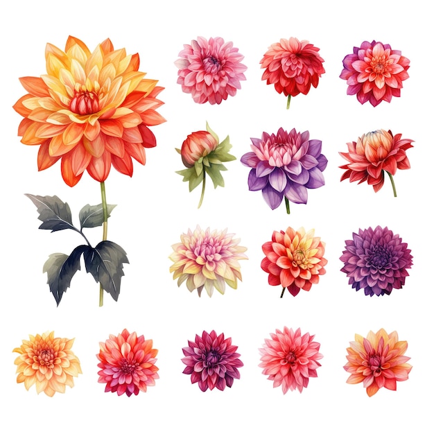 Collection D’aquarelle De Fleurs De Dahlia