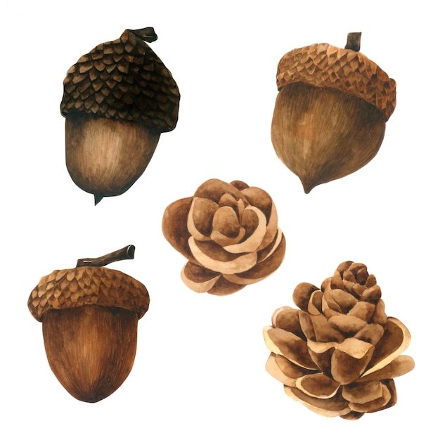 Collection Aquarelle Pine Cone Sur Fond Blanc