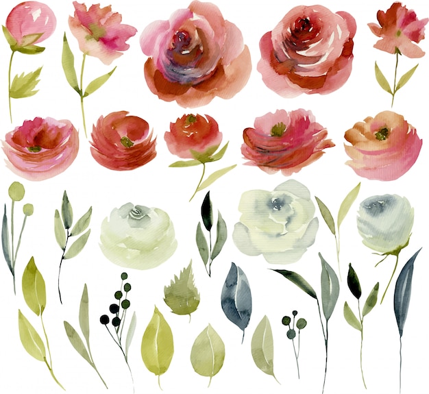 Collection D'aquarelles Bordeaux Et Roses Blanches