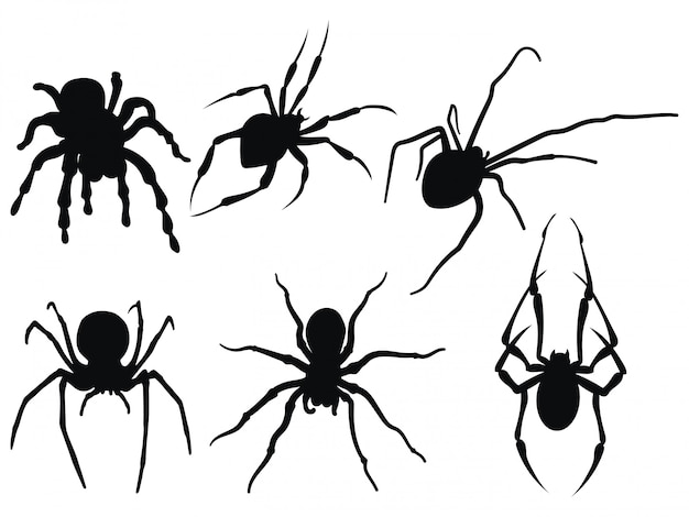 Collection d'araignées noires et blanches.