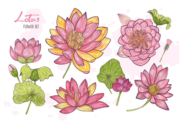 Collection De Beaux Dessins Botaniques Détaillés De Lotus En Fleurs.