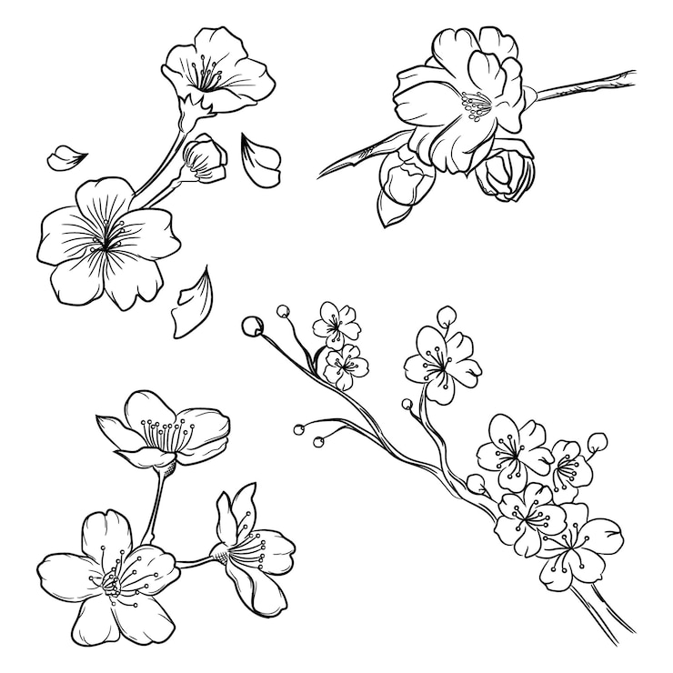 Vecteur une collection de belles illustrations dessinées à la main de fleurs de cerisier
