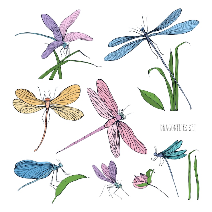 Vecteur collection de belles libellules colorées isolées sur fond blanc. magnifiques insectes ailés volant et assis sur des brins d'herbe. illustration dessinée à la main dans un style vintage élégant