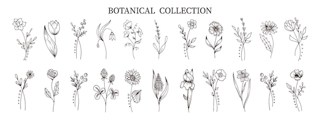 Collection Botanique De Fleurs Et De Plantes Dessinées à La Main Dans Un Style Doodle. Croquis, Dessin Au Trait. Icônes