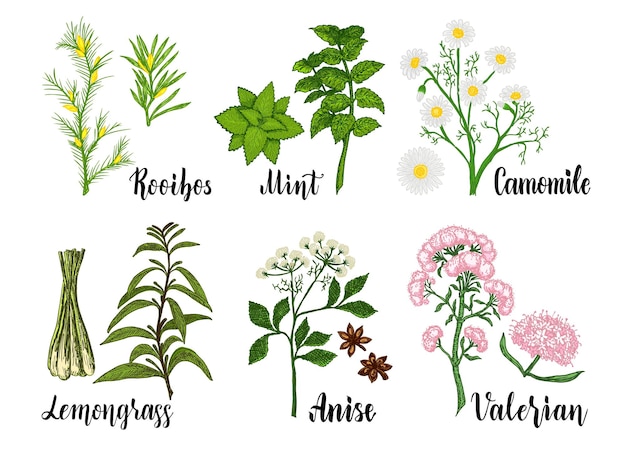 Collection botanique d'ingrédients de tisane dessinés à la main. Ensemble de vecteurs décoratifs de croquis de couleur d'herbes vintage