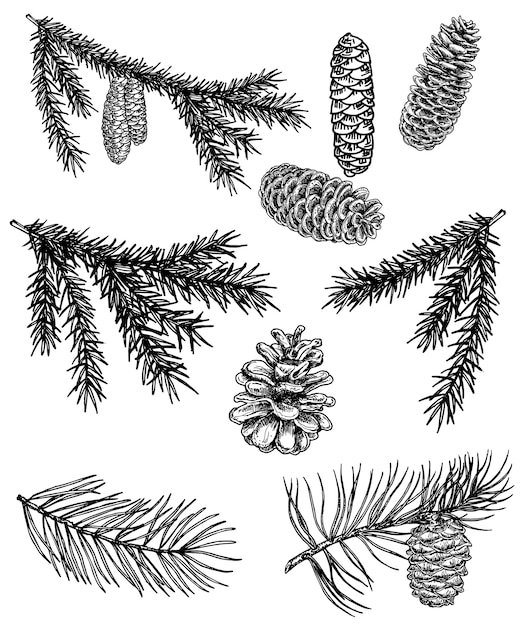 Vecteur collection de branches de conifères et de pommes de pin