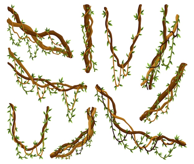 Vecteur collection de branches de lianes sauvages torsadées plants de vigne de la jungle flore de la forêt tropicale et botanique exotique branches naturelles ligneuses