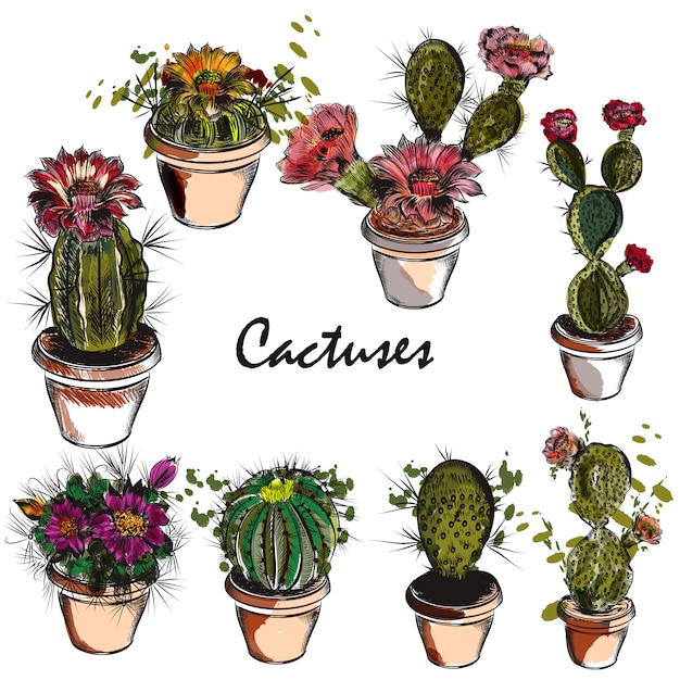 collection de cactus dessiné à la main