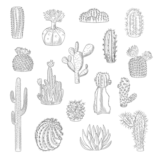 Collection de cactus isolée sur fond clair dans un style dessiné à la main. Ensemble de cactus sauvages dans le style de croquis. Plantes succulentes du désert. Gravure d'époque. Illustration vectorielle.