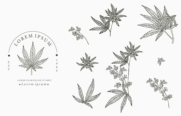 Vecteur collection de cannabis.