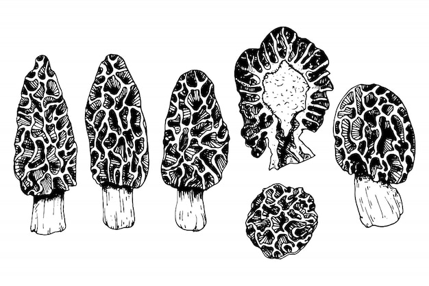 Collection De Champignons Aux Morilles Dans Le Style De Gravure