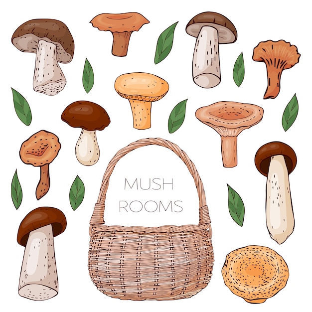 Collection De Champignons, De Feuilles Et De Paniers Dessinés à La Main. Isolé Sur Blanc. Illustration Vectorielle. Dessin Au Trait.