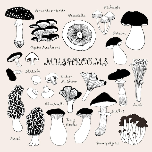 Vecteur collection de champignons noirs et blancs dessinés à la main
