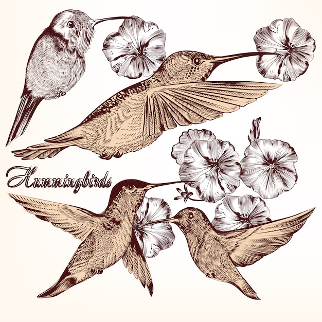 Collection de colibri dessiné à la main avec des fleurs