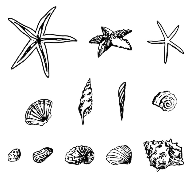 Collection De Croquis De Coquillages Ensemble De Dessins Rétro De Coquillages De Mollusques étoiles De Mer Illustrations Vectorielles Dessinées à La Main Clips De Style Gravé Isolés Sur Blanc