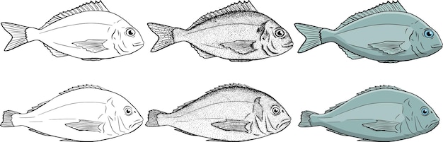 Collection De Croquis De Dorado Poissons Vectoriels Dessinés à La Main Poissons De Rivière Ou D'océan De Mer