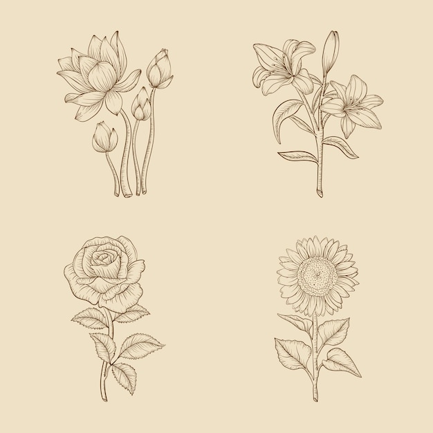 Collection De Croquis De Fleurs